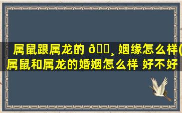 属鼠跟属龙的 🌸 姻缘怎么样(属鼠和属龙的婚姻怎么样 好不好呢)